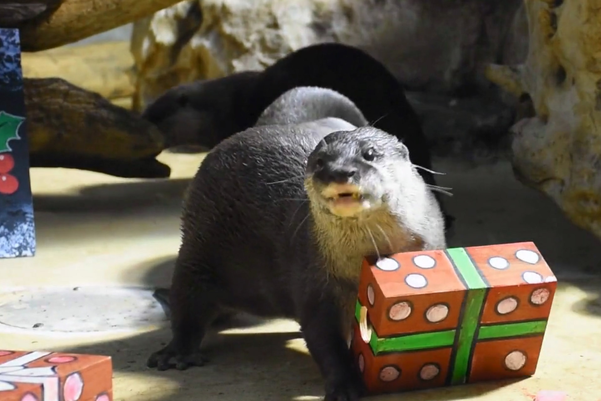 Natale all’Acquario di Cattolica