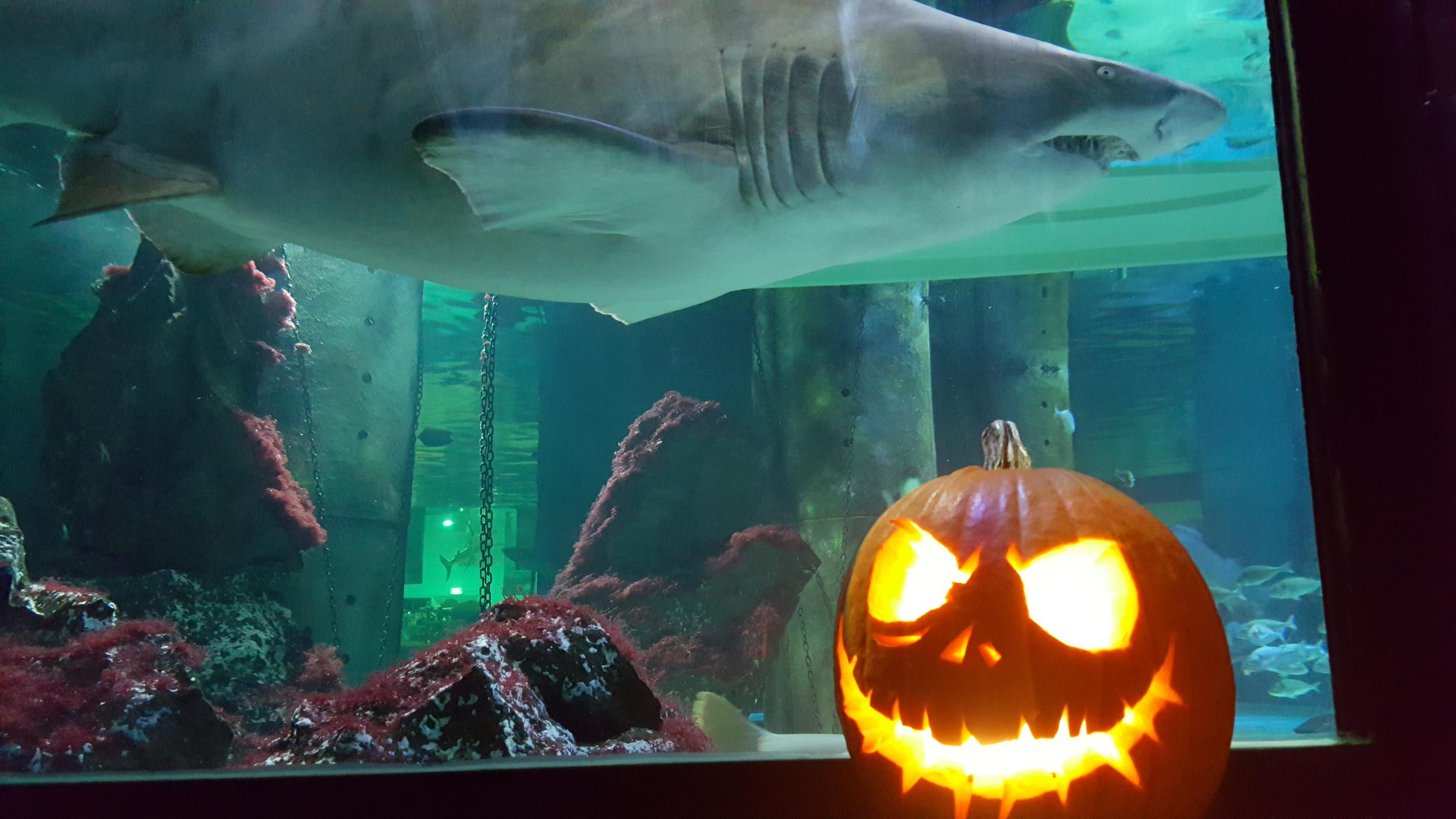 Halloween all’Acquario di Cattolica