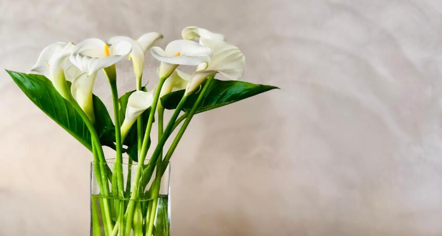 Mediterraneo Hotel & Suites